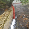 Plants: image 80 Of 102 Thumb
